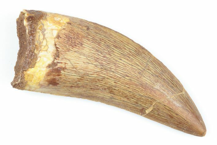 Serrated, 2.4" Carcharodontosaurus Tooth - Real Dinosaur Tooth
